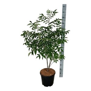 Tetradium daniellii = Euodia hupehensis  100-125 cm cont. 15L