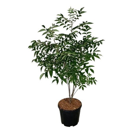 Tetradium daniellii = Euodia hupehensis  100-125 cm cont. 15L - afbeelding 2