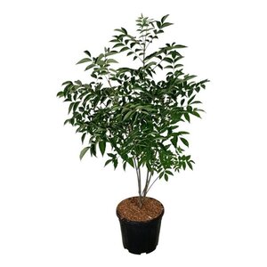 Tetradium daniellii = Euodia hupehensis  100-125 cm cont. 15L - afbeelding 2