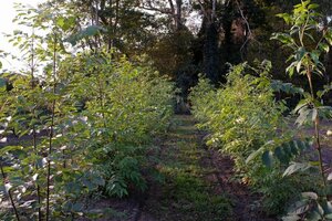 Tetradium daniellii = Euodia hupehensis  100-125 cm met kluit