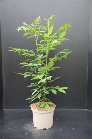 Tetradium daniellii = Euodia hupehensis  100-125 cm met kluit