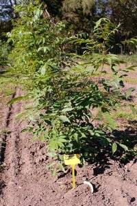 Tetradium daniellii = Euodia hupehensis  125-150 cm met kluit