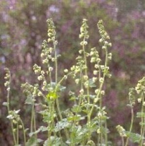 Tellima grandiflora geen maat specificatie 0,55L/P9cm - afbeelding 3