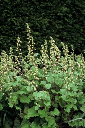 Tellima grandiflora geen maat specificatie 0,55L/P9cm - afbeelding 3