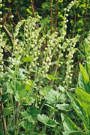 Tellima grandiflora geen maat specificatie 0,55L/P9cm - afbeelding 5