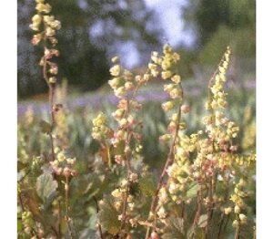 Tellima grandiflora 'Rubra' geen maat specificatie 0,55L/P9cm
