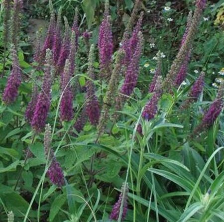 Teucrium hyrcanicum geen maat specificatie 0,55L/P9cm - afbeelding 1