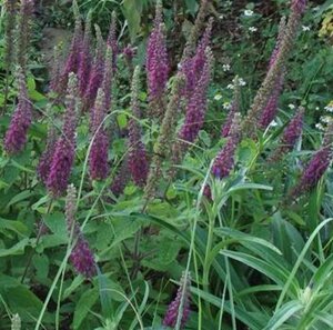 Teucrium hyrcanicum geen maat specificatie 0,55L/P9cm