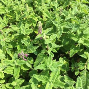 Teucrium hyrcanicum geen maat specificatie 0,55L/P9cm - afbeelding 2