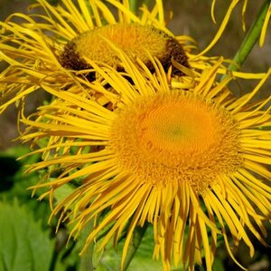 Telekia speciosa geen maat specificatie 0,55L/P9cm