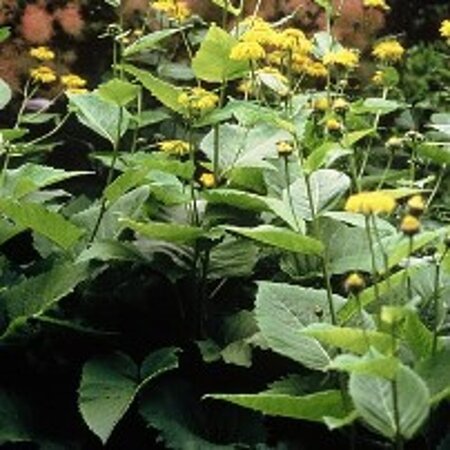 Telekia speciosa geen maat specificatie 0,55L/P9cm - afbeelding 2