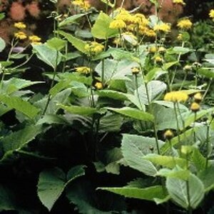 Telekia speciosa geen maat specificatie 0,55L/P9cm - afbeelding 2