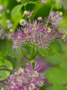 Thalictrum a. 'Thundercloud' geen maat specificatie 0,55L/P9cm - afbeelding 2