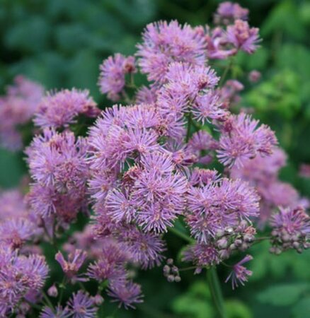 Thalictrum a. 'Thundercloud' geen maat specificatie 0,55L/P9cm - afbeelding 3