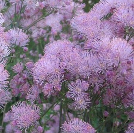Thalictrum a. 'Thundercloud' geen maat specificatie 0,55L/P9cm - image 1