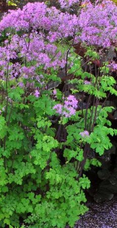 Thalictrum 'Black Stockings' geen maat specificatie 0,55L/P9cm