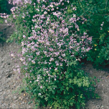 Thalictrum delavayi geen maat specificatie 0,55L/P9cm - afbeelding 3