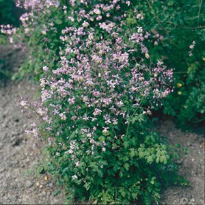 Thalictrum delavayi geen maat specificatie 0,55L/P9cm - afbeelding 3