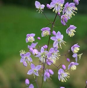 Thalictrum delavayi geen maat specificatie 0,55L/P9cm - afbeelding 4