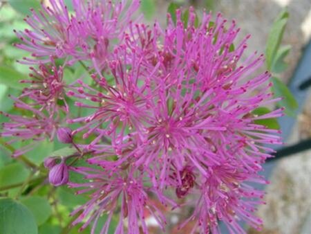 Thalictrum del. 'Hewitt's Double' geen maat specificatie 0,55L/P9cm - afbeelding 2