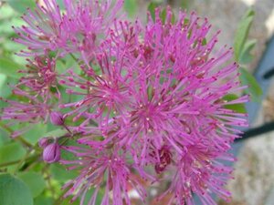 Thalictrum del. 'Hewitt's Double' geen maat specificatie 0,55L/P9cm - afbeelding 2