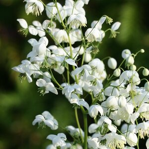 Thalictrum del. Splendide White geen maat specificatie 0,55L/P9cm - afbeelding 3