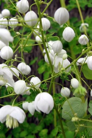 Thalictrum del. Splendide White geen maat specificatie 0,55L/P9cm - afbeelding 4