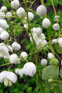 Thalictrum del. Splendide White geen maat specificatie 0,55L/P9cm - afbeelding 4