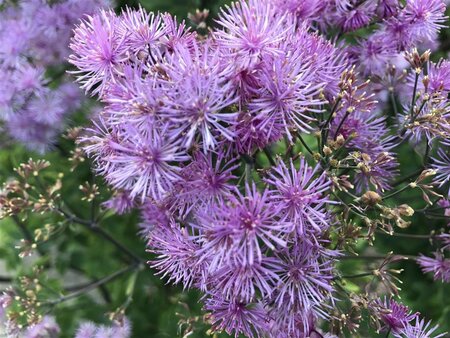 Thalictrum 'Elin' geen maat specificatie 0,55L/P9cm - afbeelding 3