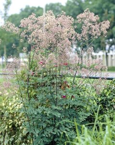 Thalictrum 'Elin' geen maat specificatie 0,55L/P9cm - afbeelding 4