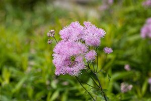 Thalictrum 'Elin' geen maat specificatie 0,55L/P9cm