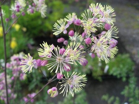 Thalictrum 'Elin' geen maat specificatie 0,55L/P9cm - afbeelding 2