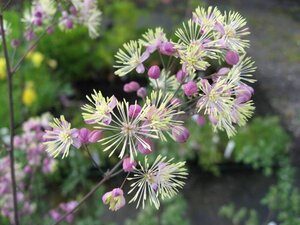 Thalictrum 'Elin' geen maat specificatie 0,55L/P9cm - afbeelding 2