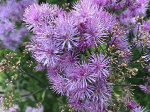 Thalictrum 'Elin' geen maat specificatie 0,55L/P9cm - image 3