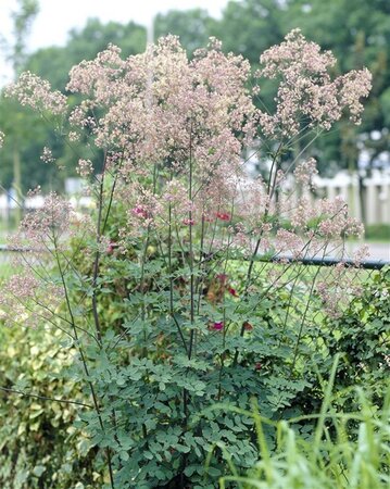 Thalictrum 'Elin' geen maat specificatie 0,55L/P9cm - image 4
