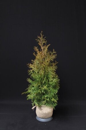 Thuja occ. 'Brabant' 100-125 cm met kluit - afbeelding 6