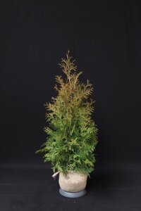 Thuja occ. 'Brabant' 100-125 cm met kluit - afbeelding 6