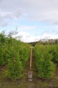 Thuja occ. 'Brabant' 100-125 cm RB - image 3