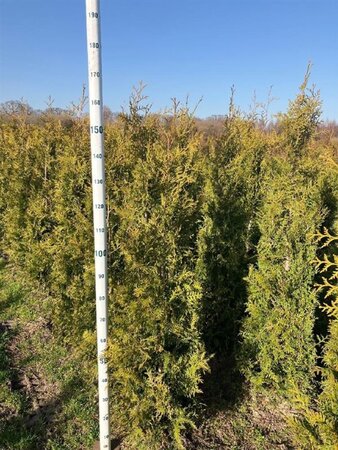 Thuja occ. 'Brabant' 125-150 cm met kluit - afbeelding 6