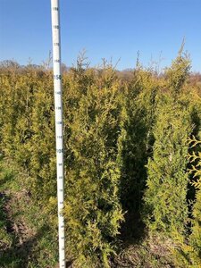 Thuja occ. 'Brabant' 125-150 cm met kluit - afbeelding 6