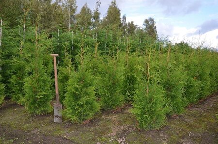 Thuja occ. 'Brabant' 125-150 cm met kluit - afbeelding 3