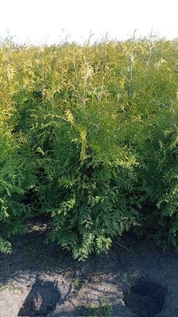 Thuja occ. 'Brabant' 125-150 cm met kluit - afbeelding 7