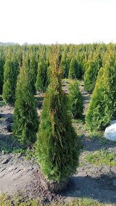 Thuja occ. 'Brabant' 125-150 cm met kluit - afbeelding 8