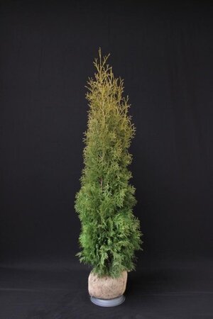 Thuja occ. 'Brabant' 125-150 cm met kluit - afbeelding 9