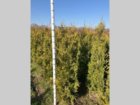 Thuja occ. 'Brabant' 125-150 cm met kluit - afbeelding 4