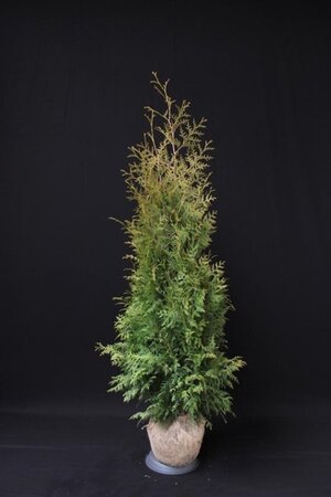Thuja occ. 'Brabant' 150-175 cm met kluit - afbeelding 11
