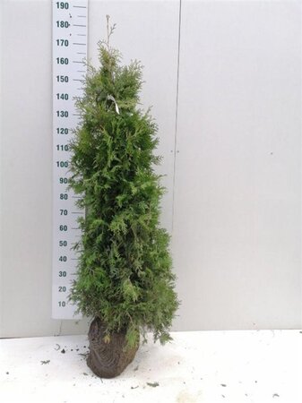 Thuja occ. 'Brabant' 150-175 cm met kluit - afbeelding 4