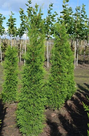 Thuja occ. 'Brabant' 150-175 cm met kluit - afbeelding 6