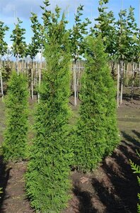 Thuja occ. 'Brabant' 150-175 cm met kluit - afbeelding 6