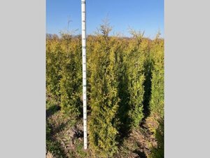 Thuja occ. 'Brabant' 150-175 cm met kluit - afbeelding 5
